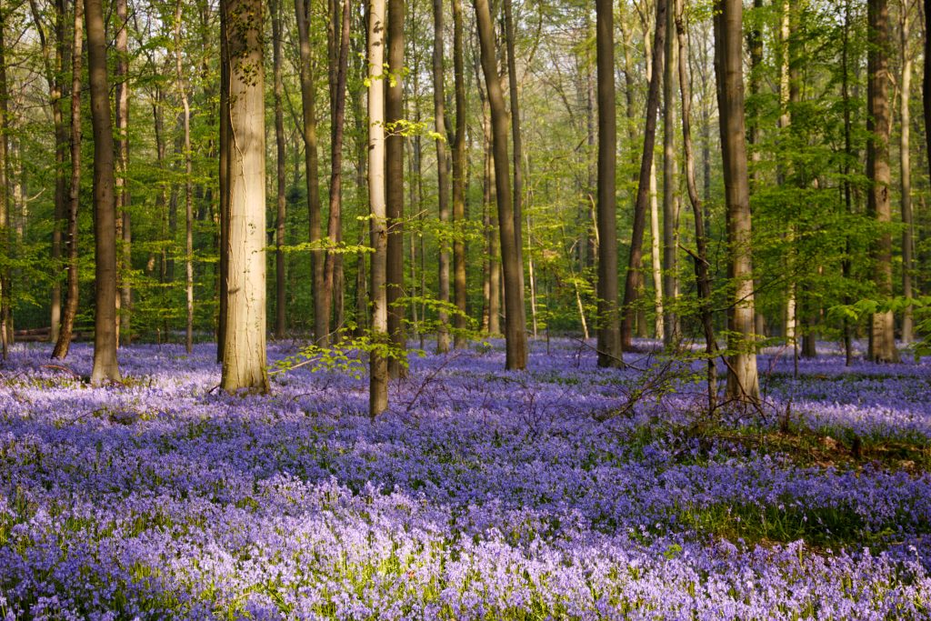 Hallerbos