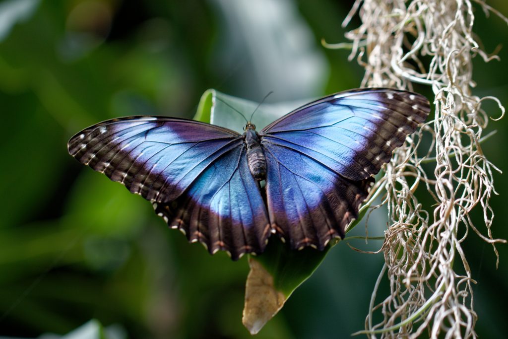 Joli papillon